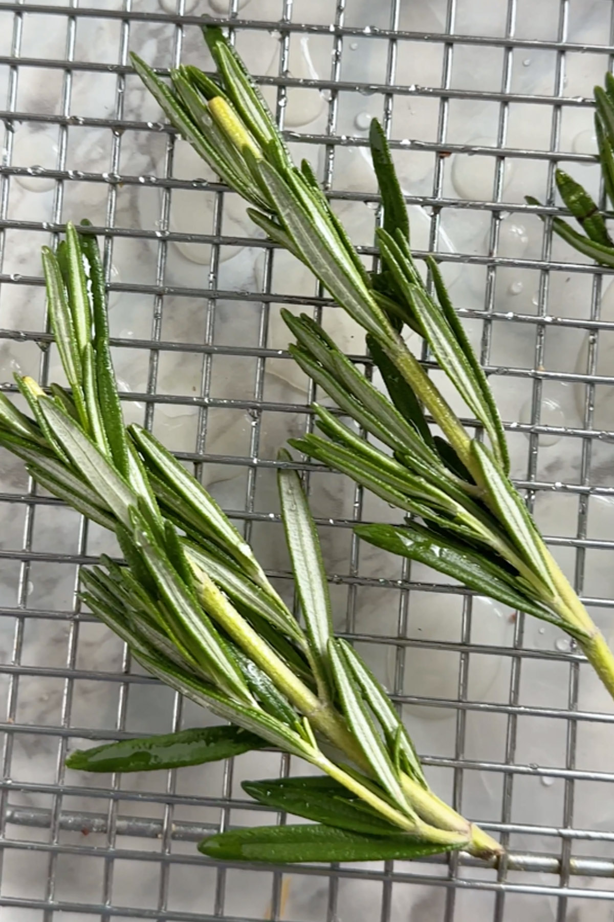Rosemary dries on a wire rack.