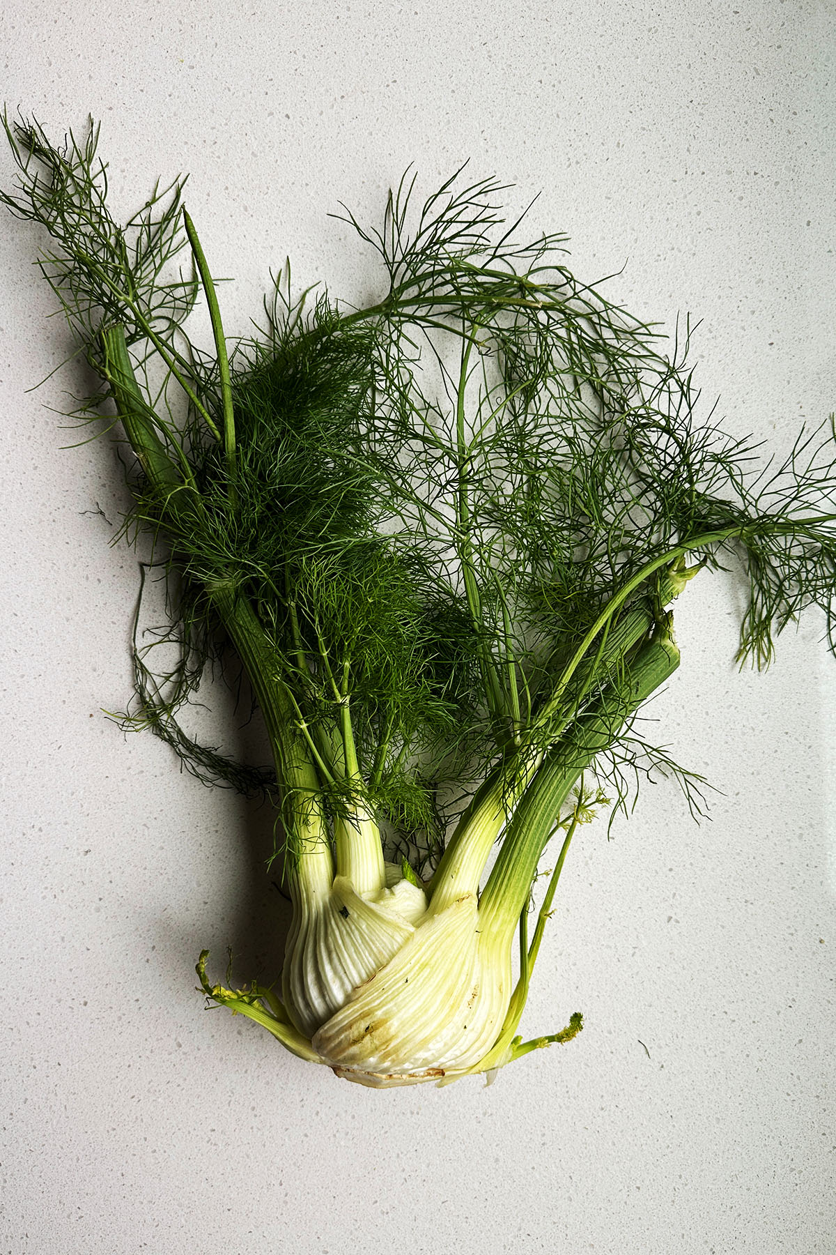 A whole fennel bulb.